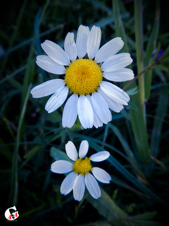 Mountain dorfak spring flowers