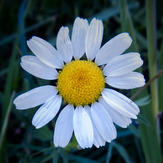 Mountain dorfak spring flowers