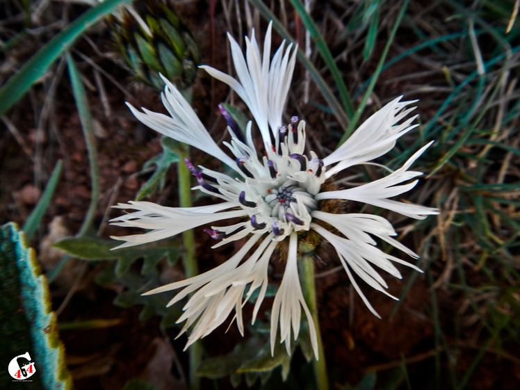 Mountain dorfak spring flowers