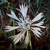 Mountain dorfak spring flowers