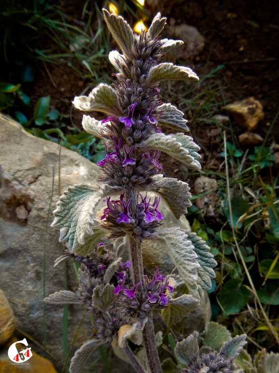 Mountain dorfak spring flowers