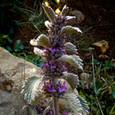 Mountain dorfak spring flowers