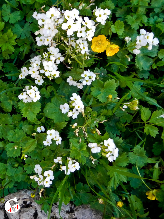 Mountain dorfak spring flowers