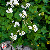 Mountain dorfak spring flowers