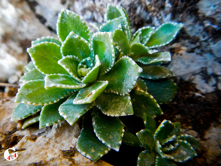 Mountain dorfak spring flowers