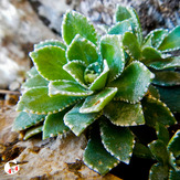 Mountain dorfak spring flowers