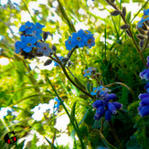 Mountain dorfak spring flowers