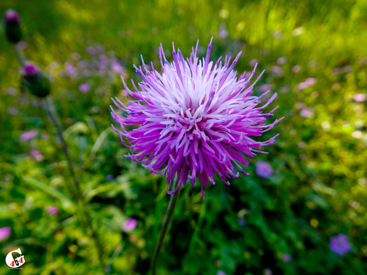 Mountain dorfak spring flowers