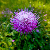 Mountain dorfak spring flowers