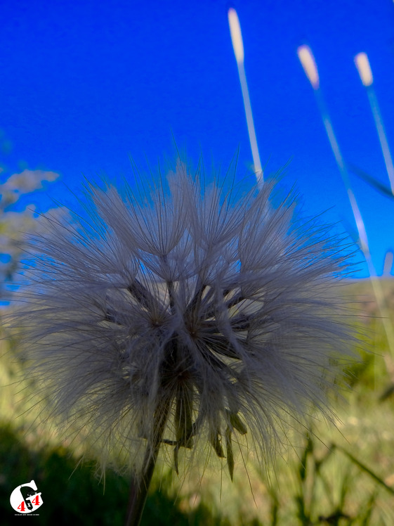 Mountain dorfak spring flowers