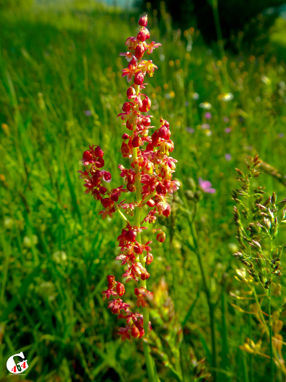 Mountain dorfak spring flowers