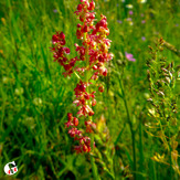 Mountain dorfak spring flowers