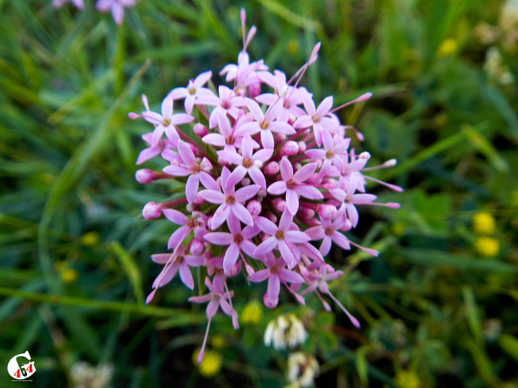 Mountain dorfak spring flowers