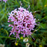 Mountain dorfak spring flowers