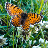 Mountain dorfak spring flowers