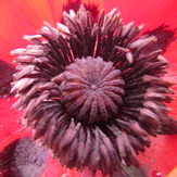 naser ramezani : wilde poppy of damavand, Damavand (دماوند)