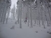 Skrzyczne - among the trees photo