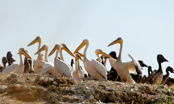 naser ramezani : wild life of urmieh lake, Sahand