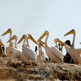 naser ramezani : wild life of urmieh lake, Sahand