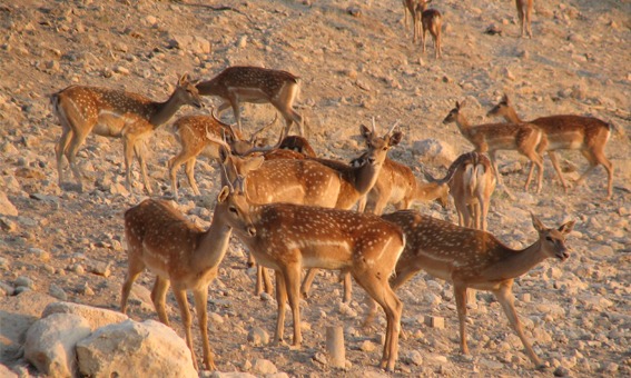 naser ramezani :  wild life of urmieh lake, Sahand