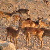naser ramezani :  wild life of urmieh lake, Sahand