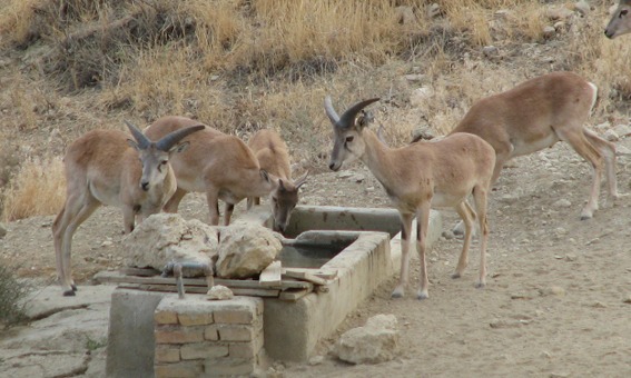 naser ramezani :  wild life of urmieh lake, Sahand