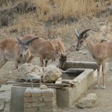 naser ramezani :  wild life of urmieh lake, Sahand