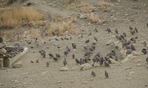 naser ramezani : wild life of urmieh lake, Sahand