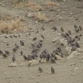 naser ramezani : wild life of urmieh lake, Sahand