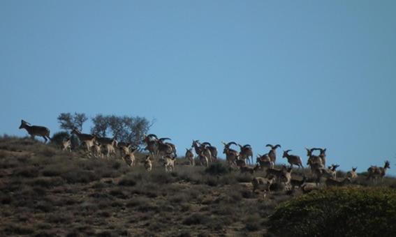 naser ramezani :  wild life of urmieh lake, Sahand