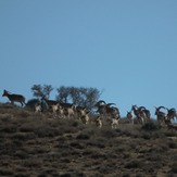 naser ramezani :  wild life of urmieh lake, Sahand