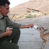 naser ramezani : wild life of urmieh lake, Sahand