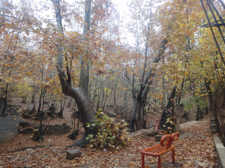 charming forest, Ghalat