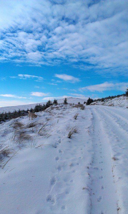 close to summit, Croghan Mountain