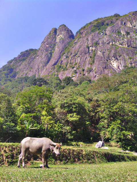 BADEGA GUNUNG PARANG