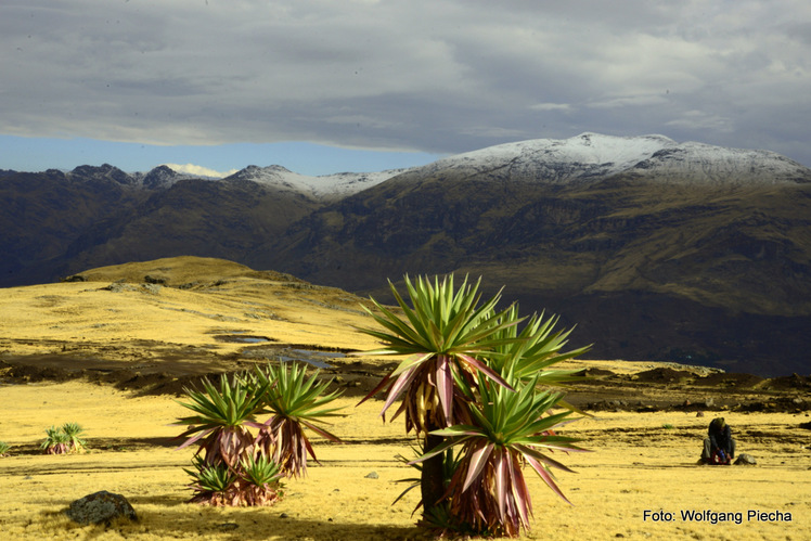 endemic lobelia, Ras Dashen