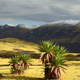 endemic lobelia, Ras Dashen