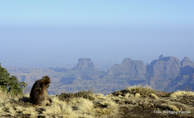 gelada monkey at the escarpment, Ras Dashen