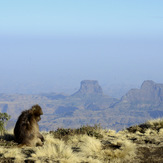 gelada monkey at the escarpment, Ras Dashen
