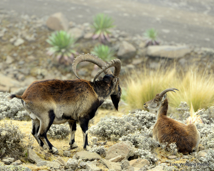 walia ibex close to the peak (at 4.100m), Ras Dashen