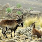 walia ibex close to the peak (at 4.100m)