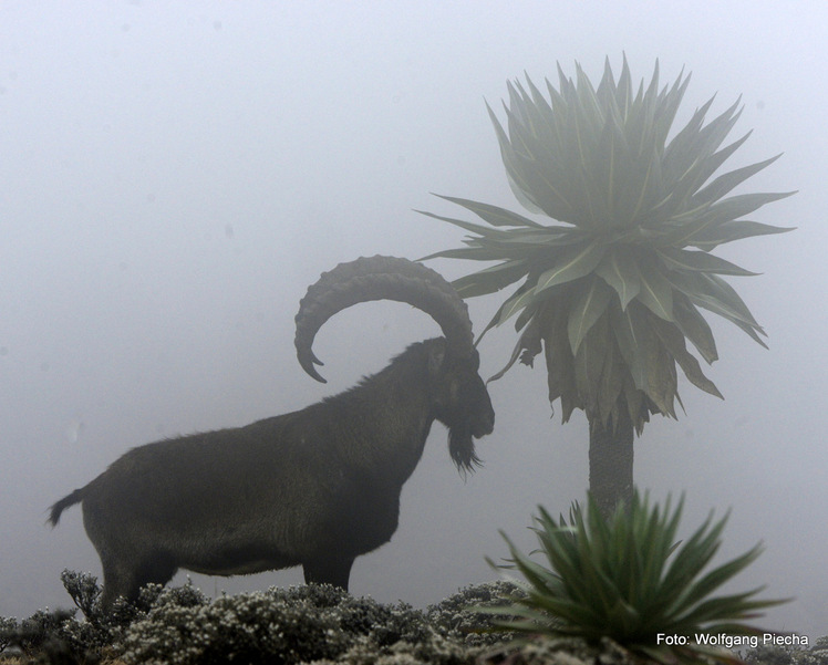 walia ibex in the clouds close to the peak (at 4.100m), Ras Dashen