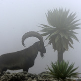 walia ibex in the clouds close to the peak (at 4.100m), Ras Dashen