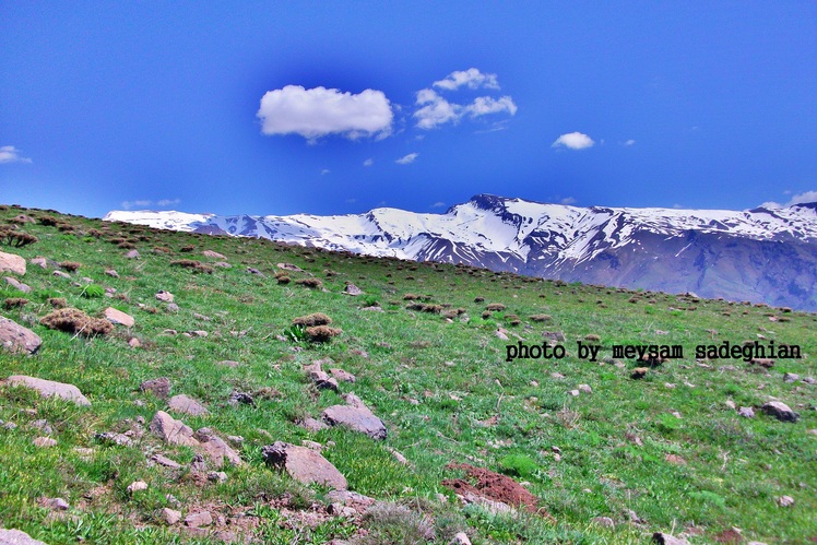 shah alborz
