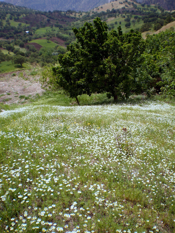 Ali Saeidi NeghabeKoohestaN, Mt Zard