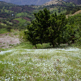 Ali Saeidi NeghabeKoohestaN, Mt Zard