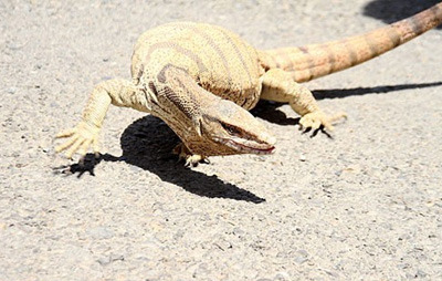 naser ramezani : goat snake of binalud mount, Mount Binalud