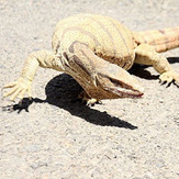 naser ramezani : goat snake of binalud mount, Mount Binalud