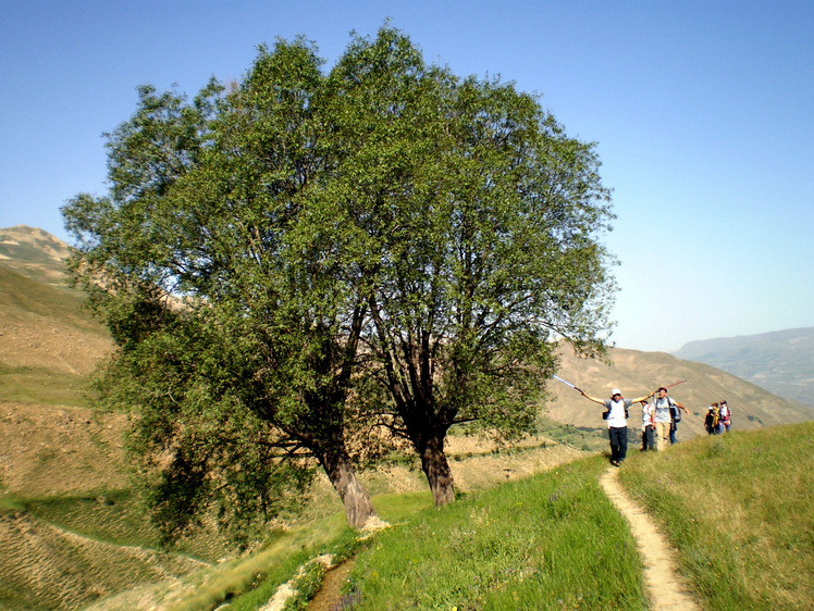 Ali Saeidi NeghabeKoohestaN, Damavand (دماوند)