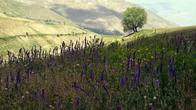 Ali Saeidi NeghabeKoohestaN, Damavand (دماوند)